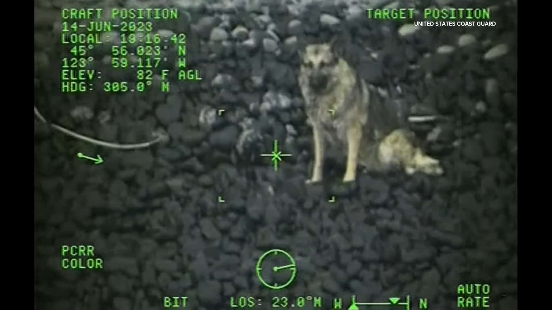 german shepherd standing on a cliff