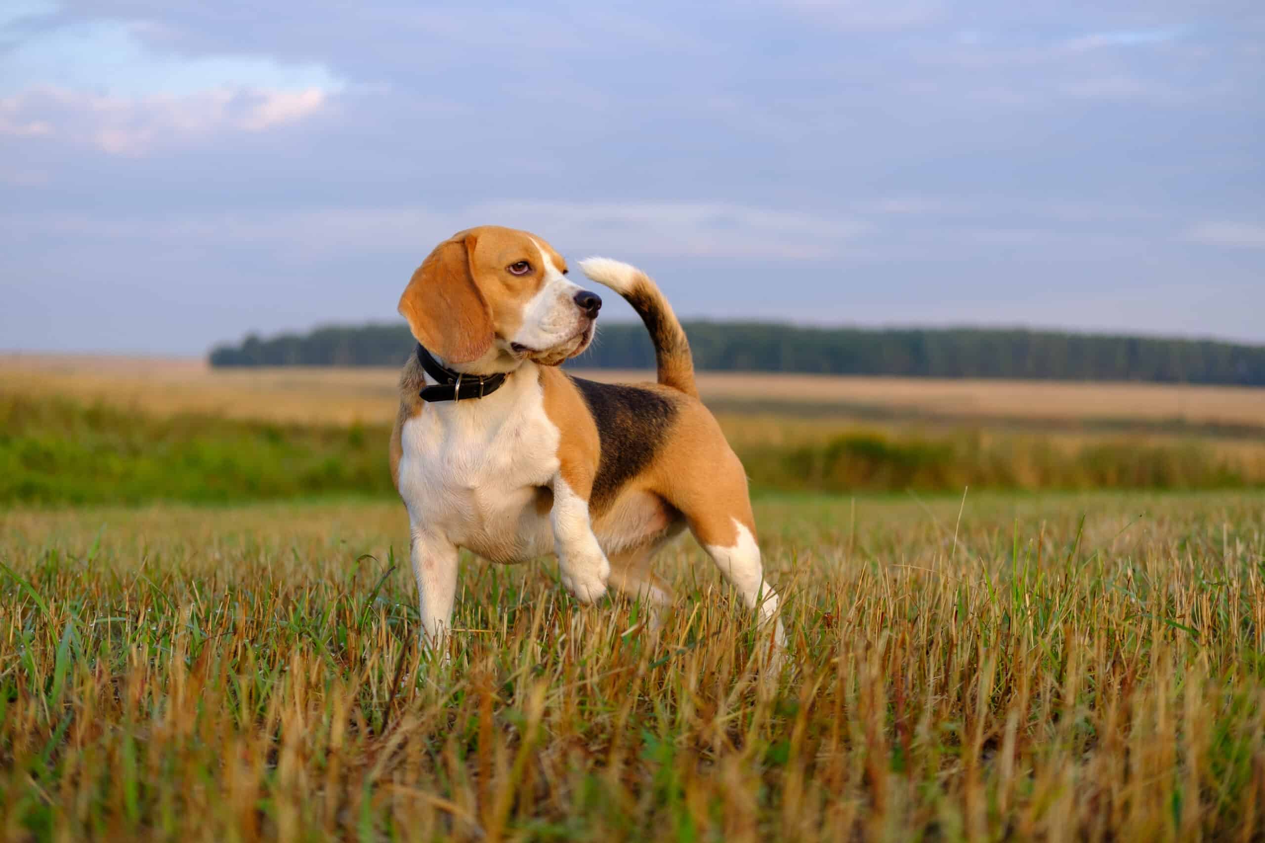 10 Beagle Colors: Choose Your Best Color Combinations