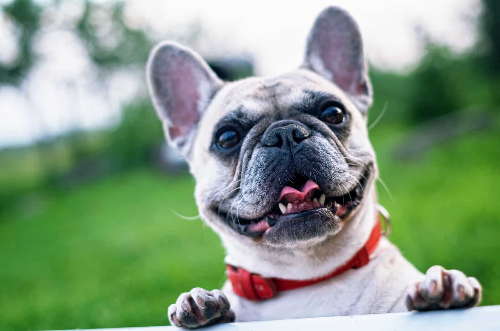 10 Best Collars For French Bulldogs: The Ultimate Guide