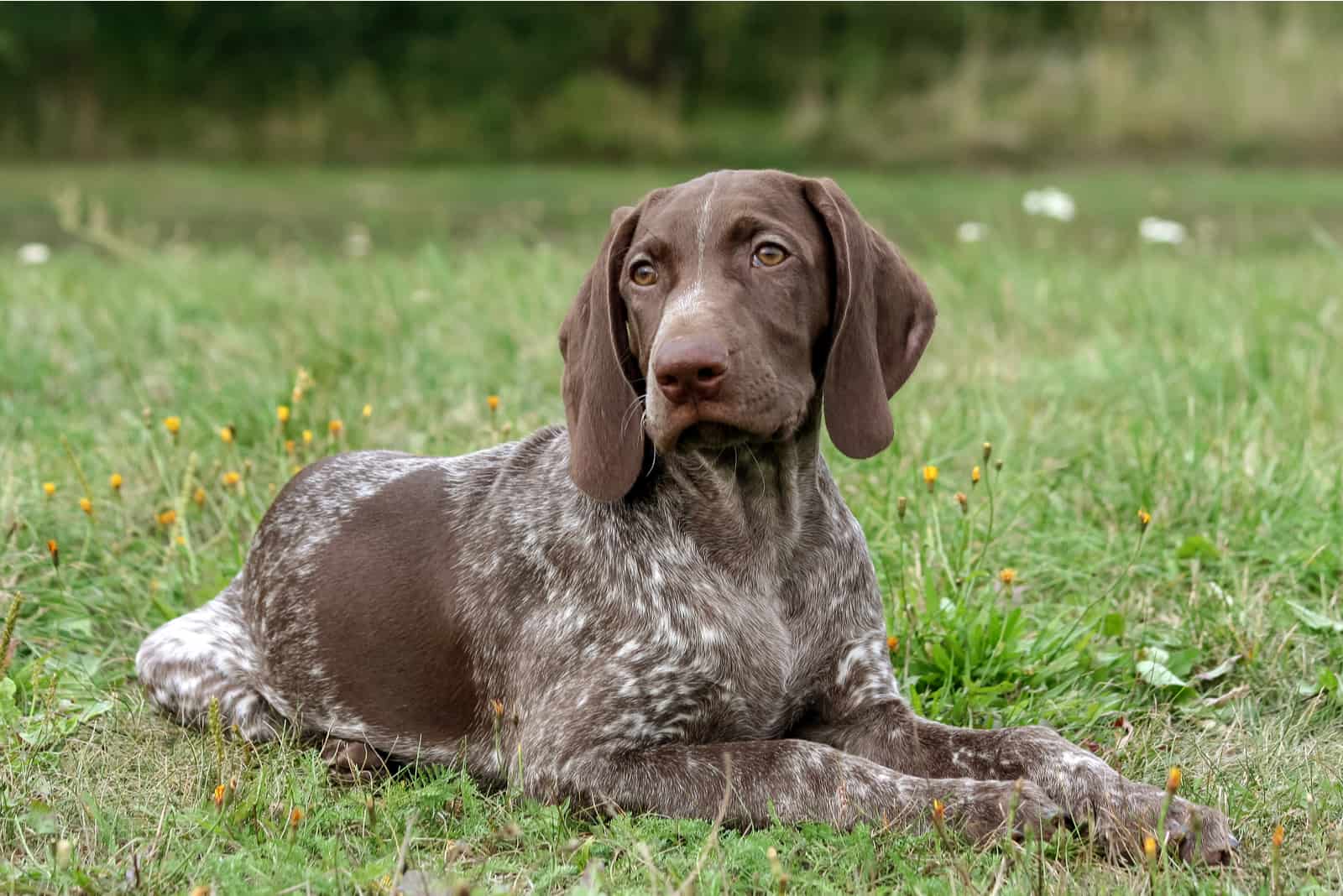 10 Best German Shorthaired Pointer Breeders Across The U.S.