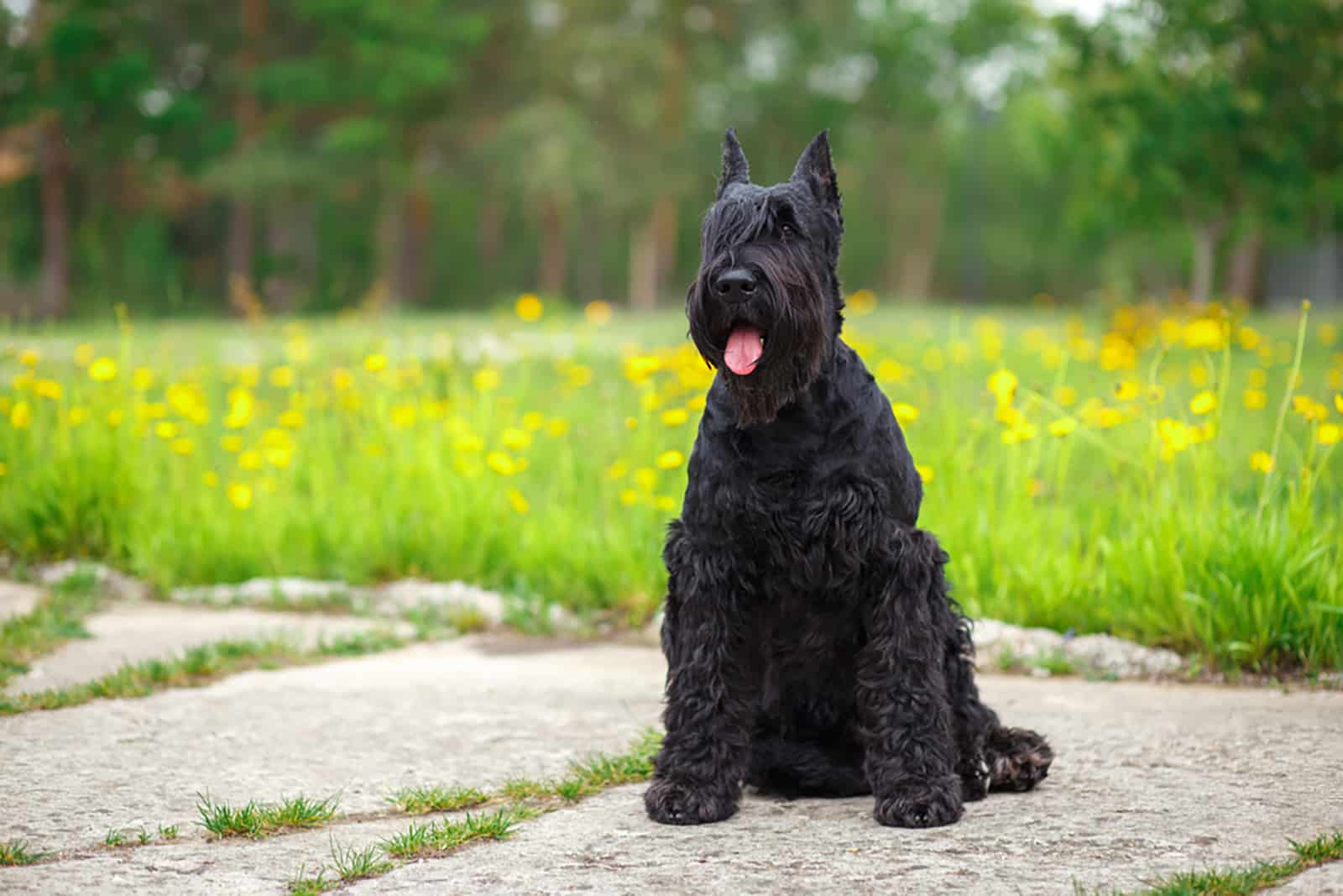 10 Best Giant Schnauzer Breeders In the USA