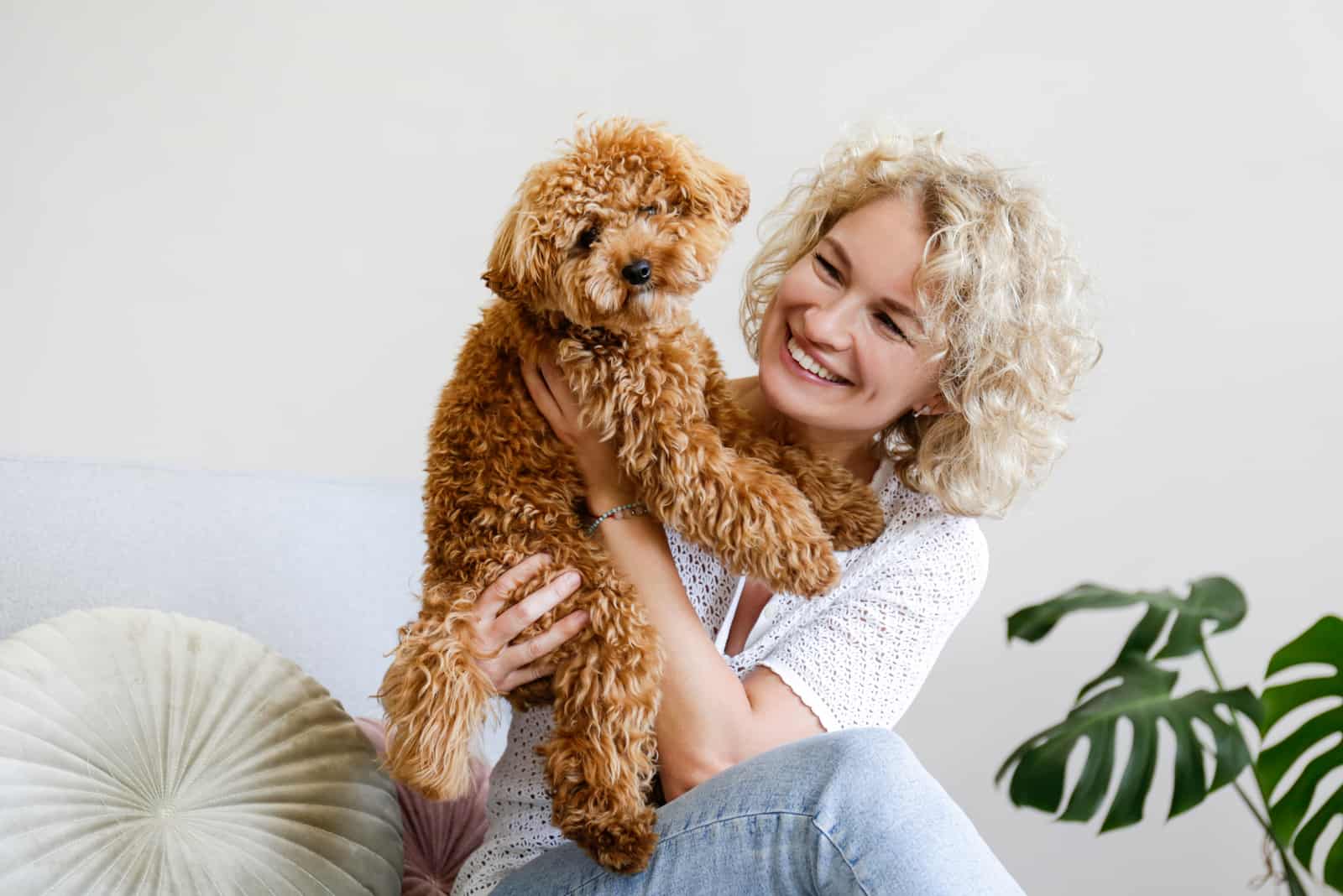 Top 15 Toy Poodle Breeders in U.S.