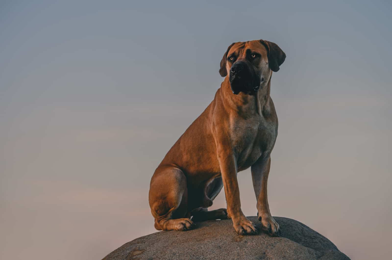 10 Boerboel Mixes That Will Surprise You