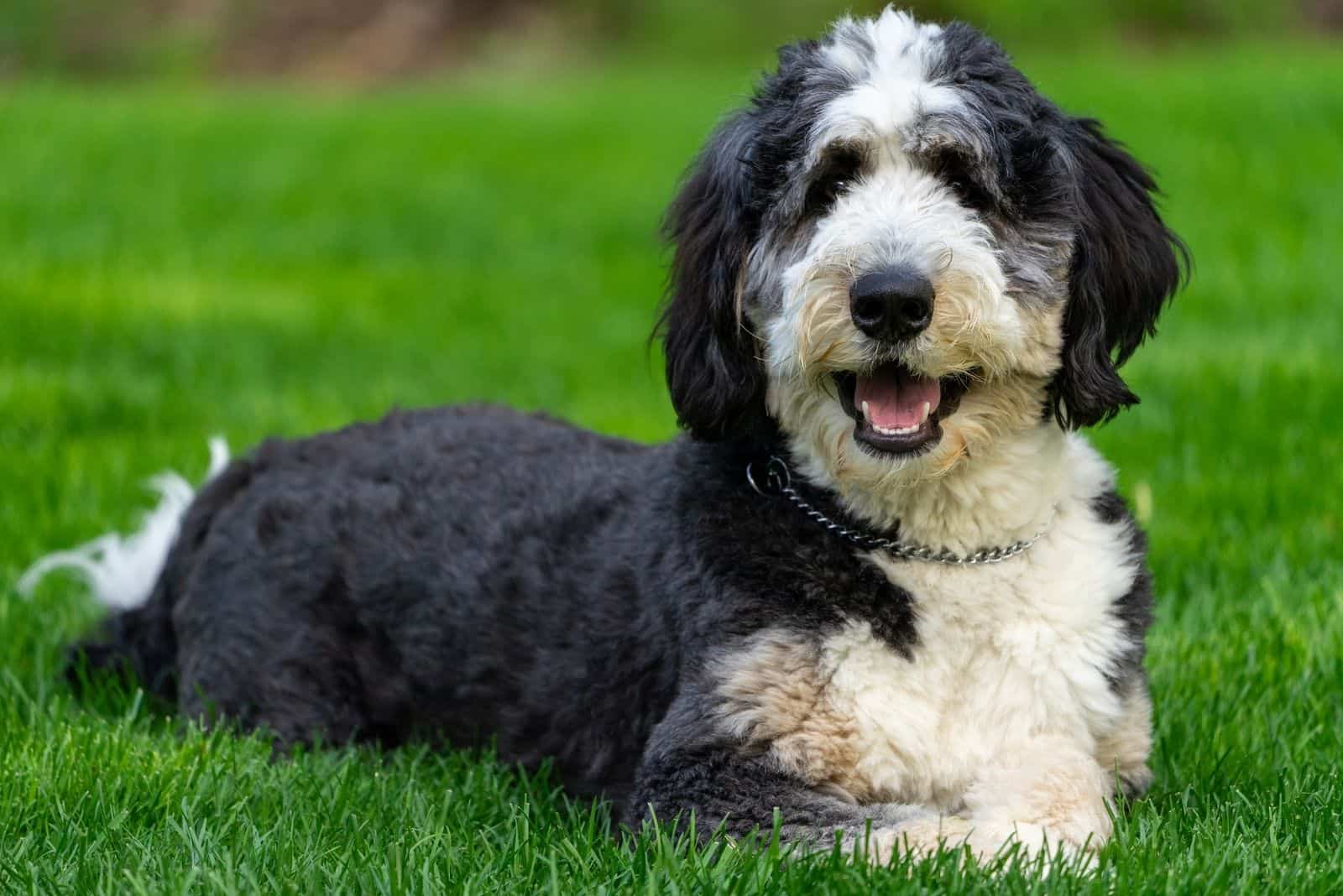 10 month old bernedoodle lying down on the grass lawn