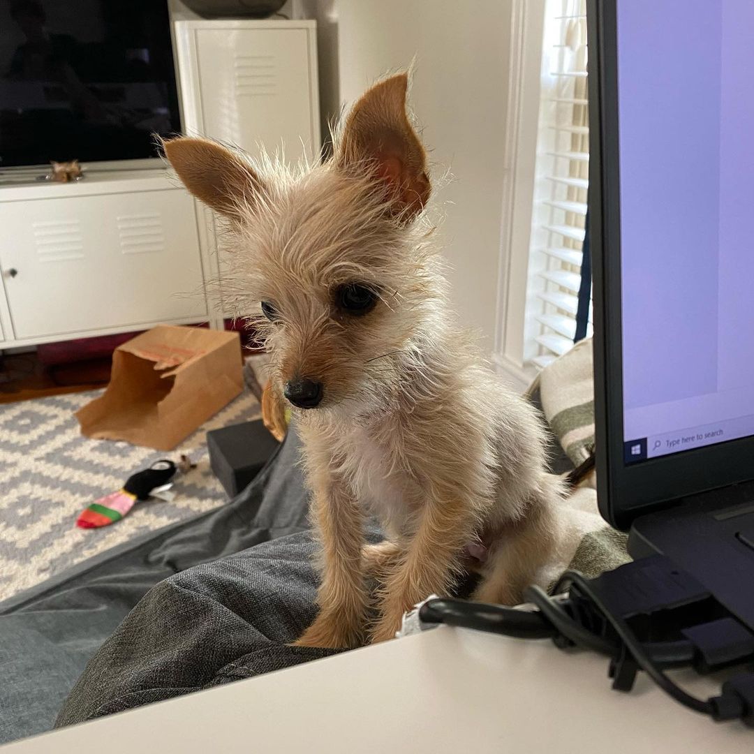 10 ounce pup sitting by table