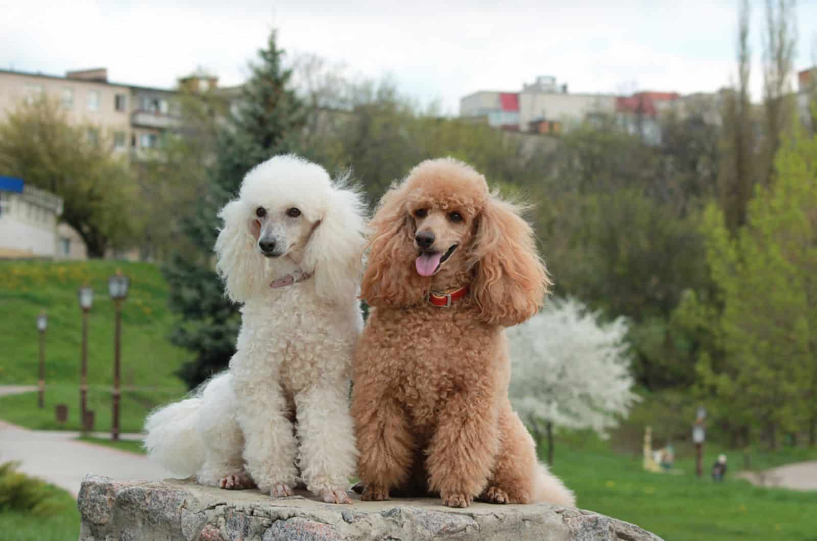 10 Reasons Why Poodles Are The Worst