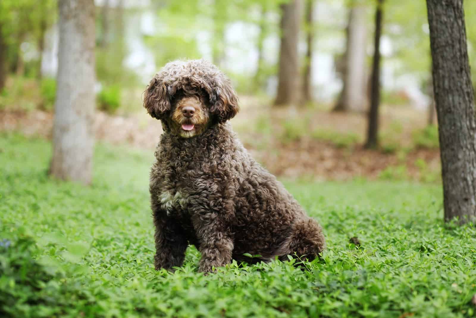 10 Reliable Portuguese Water Dog Breeders In Ontario