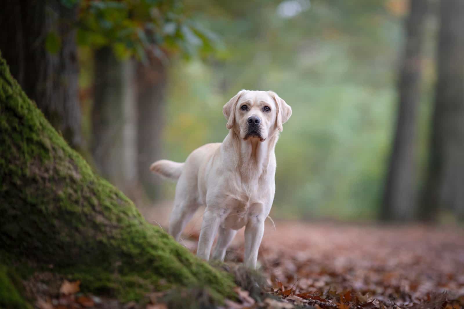 10 Trustworthy Labrador Breeders In Ontario