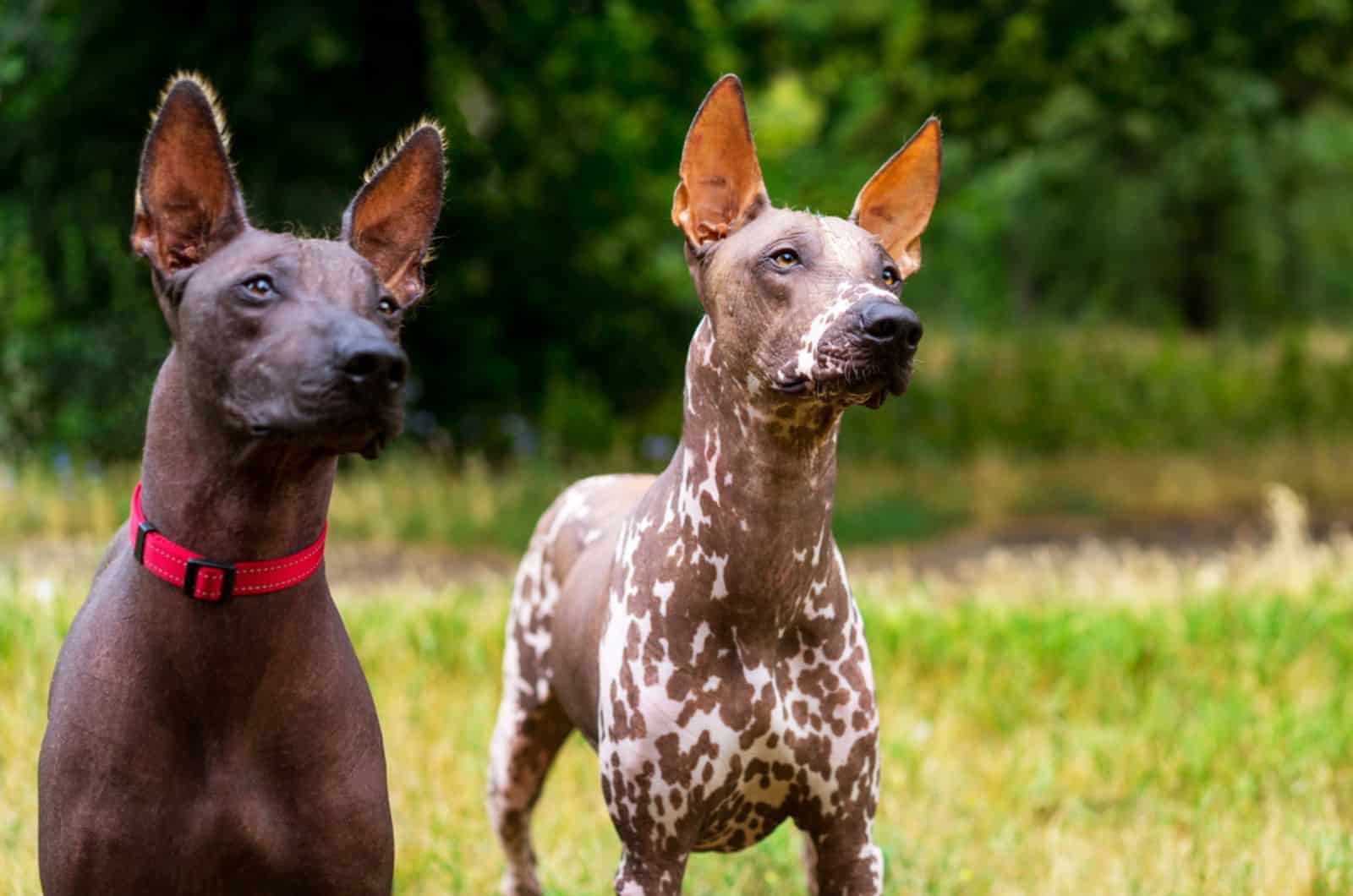 10 Xoloitzcuintli Types Noone Talks About Anymore