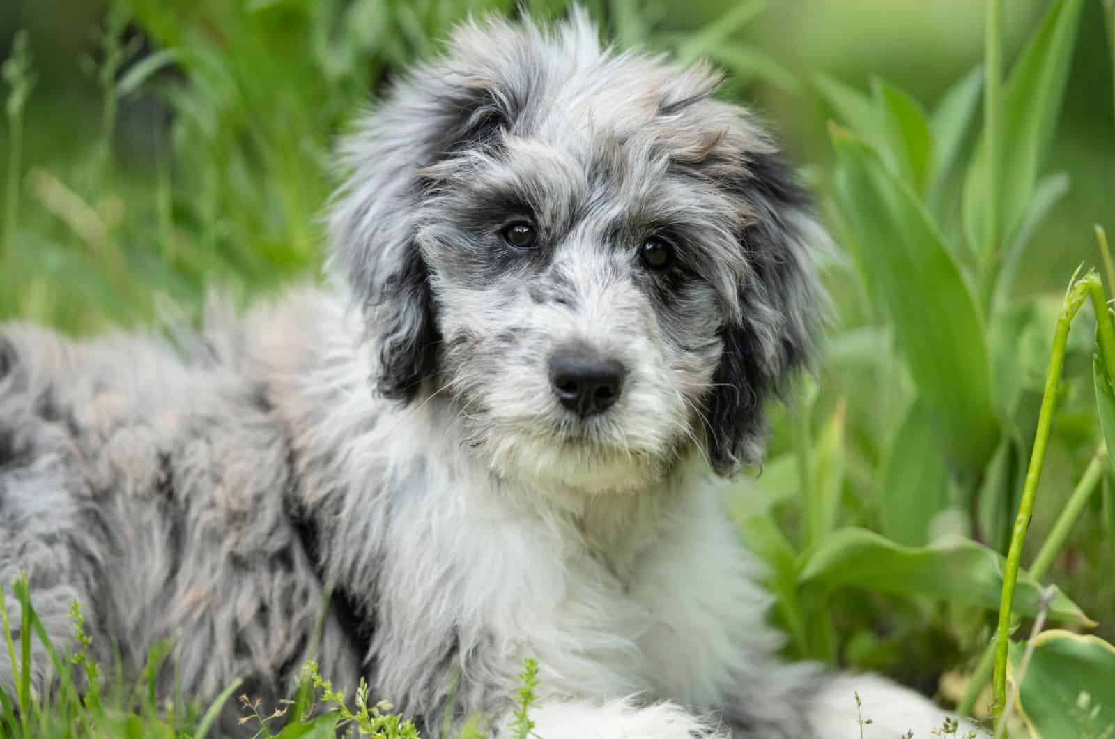 100 Mixed Dog Breeds You Didn’t Know Existed (With Pictures)