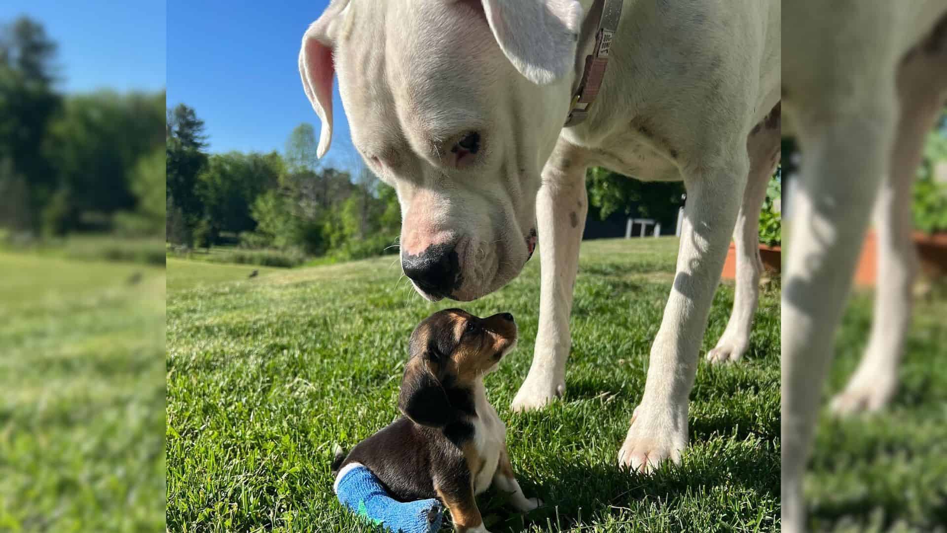 100-Pound Deaf Dog Steps In As A Nanny To Rescued Beagle Puppies