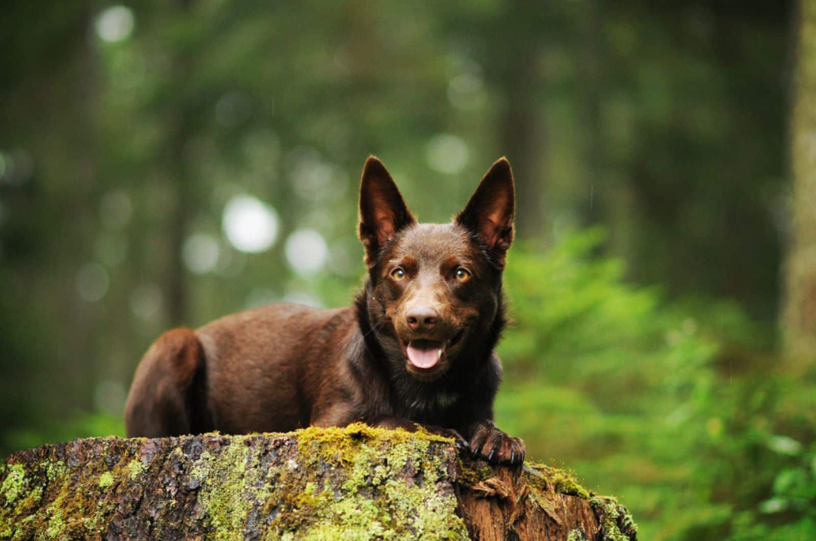 11 Australian Kelpie Mixes — Best Working Dogs