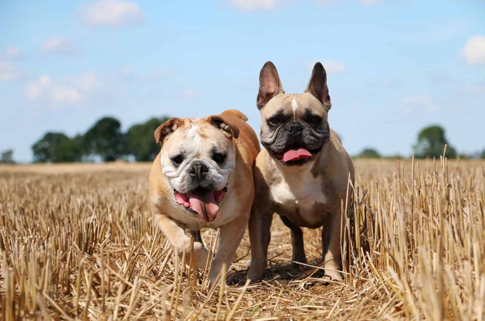 11 Best Bulldog Breeders Beyond Big Buck Buys