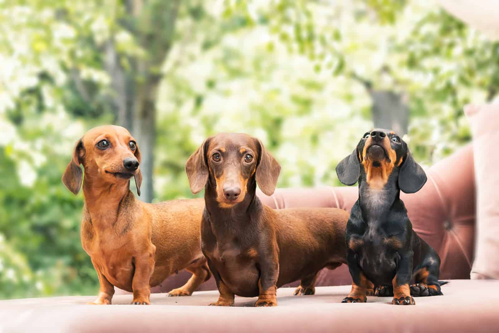 11 Best Dachshund Breeders In Michigan To Trust