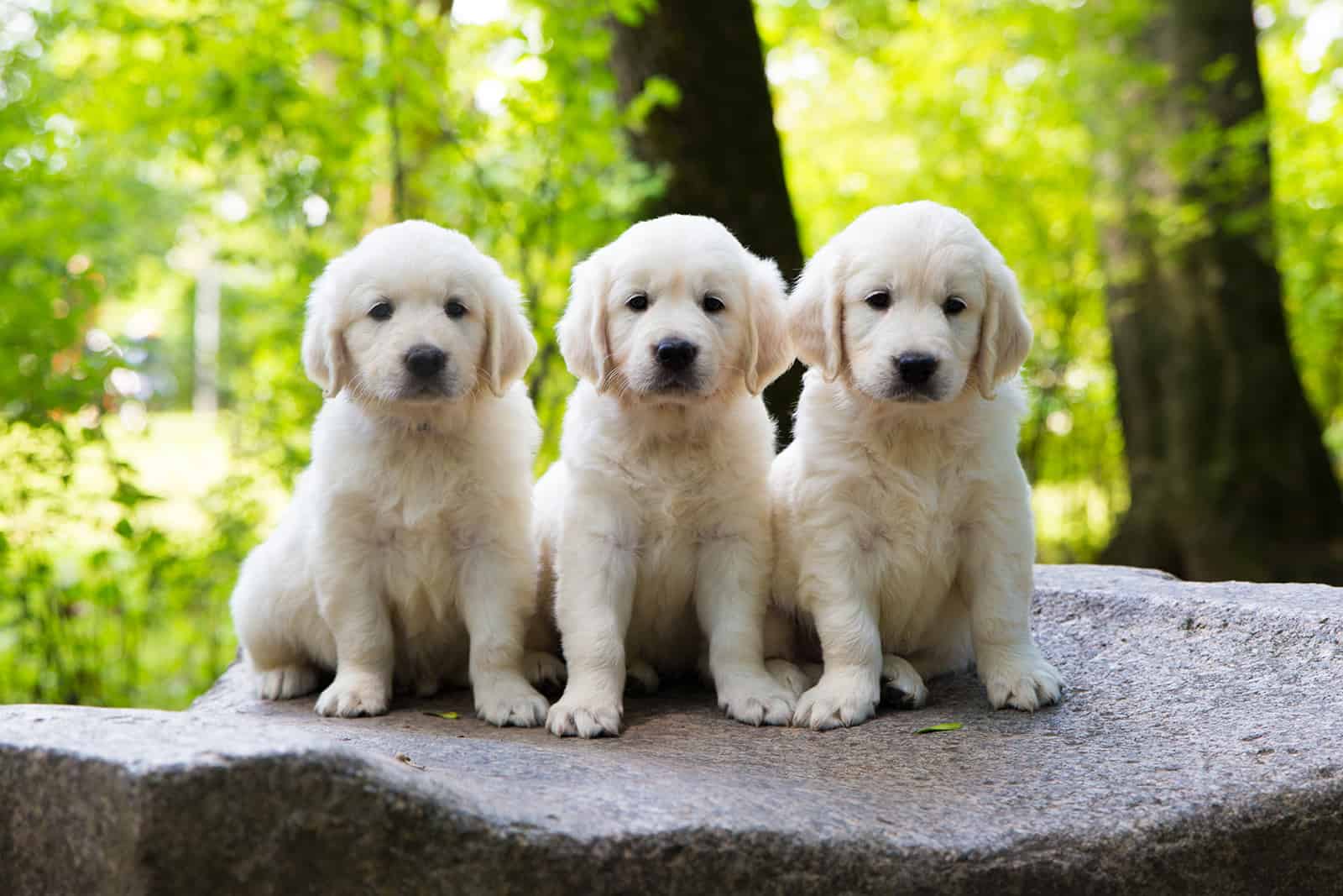 11 Best Golden Retriever Breeders In New Jersey