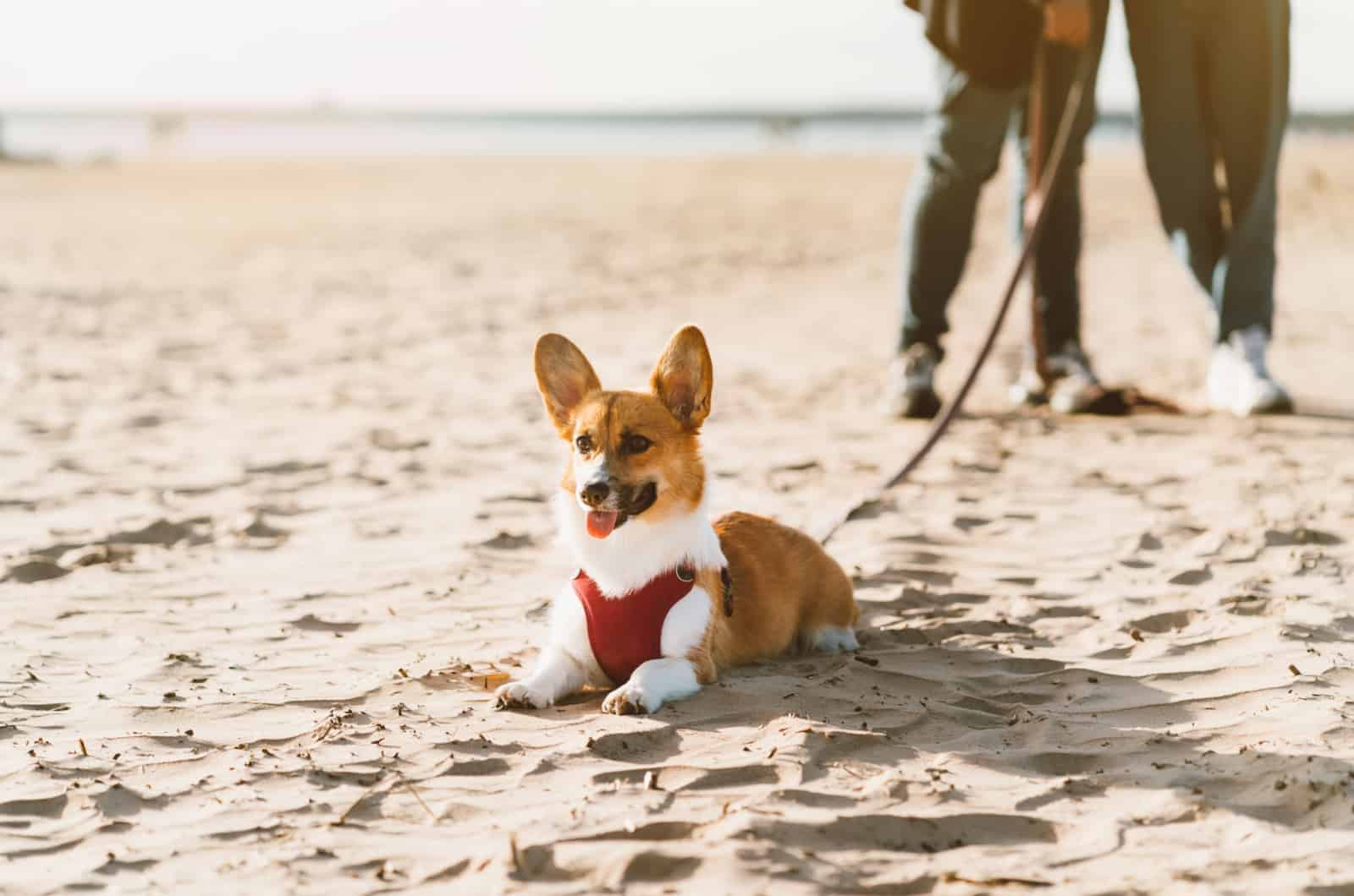 11 Best Harnesses For A Corgi You Need To Know About