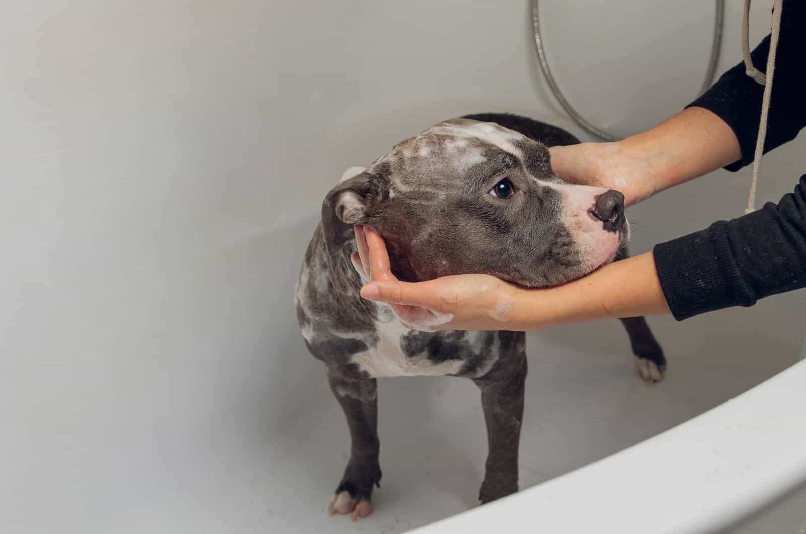 11 Best Shampoos For An American Bully: Our Top Picks