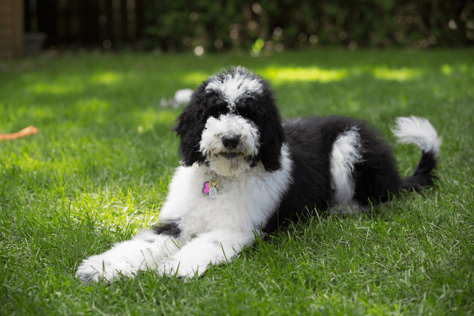 11 Best Sheepadoodle Breeders In Ontario