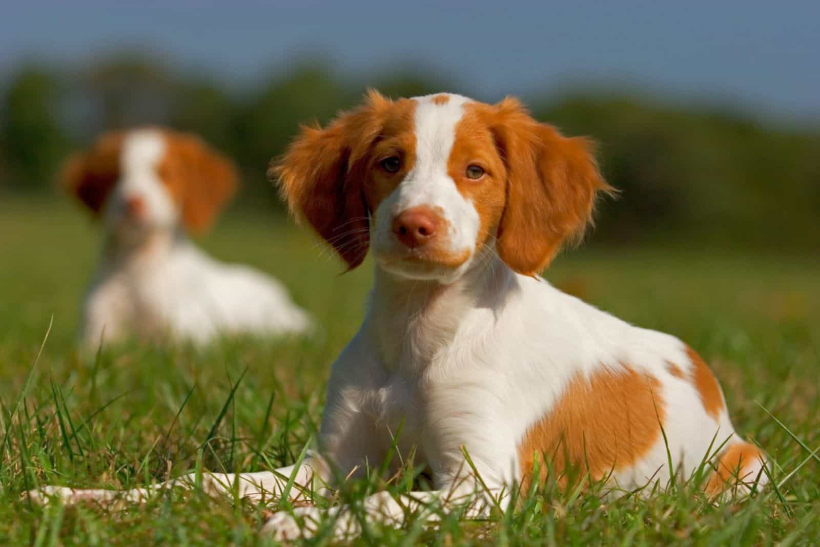 11 Brittany Spaniel Breeders In U.S.: Quality Comes First