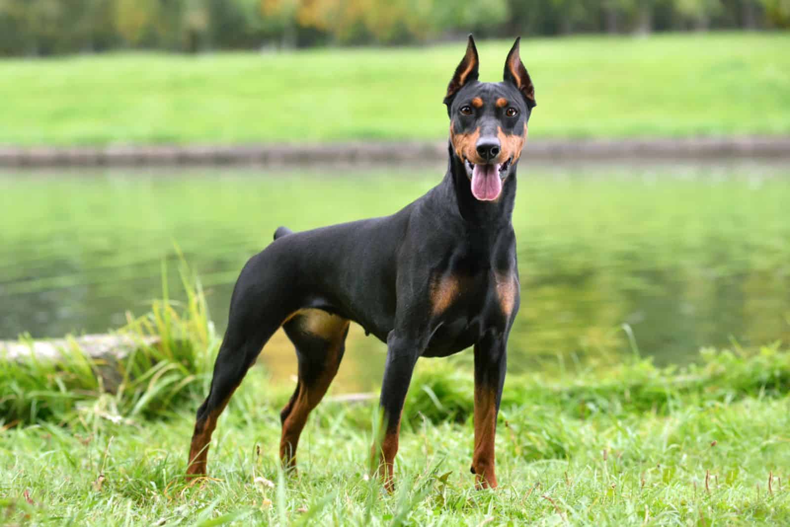 11 Doberman Breeders In Washington To Make You Wait