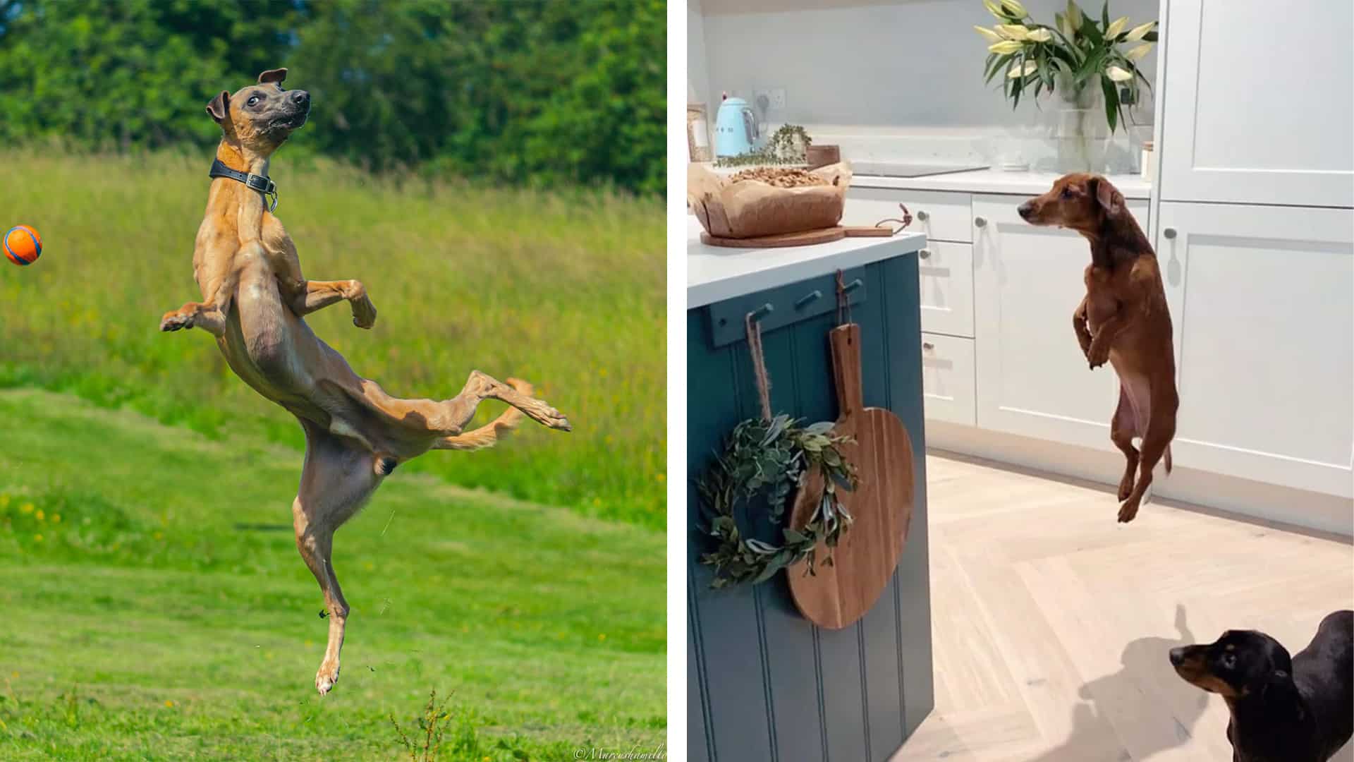 11 Priceless Action Photos Of Dogs Doing Random Stuff