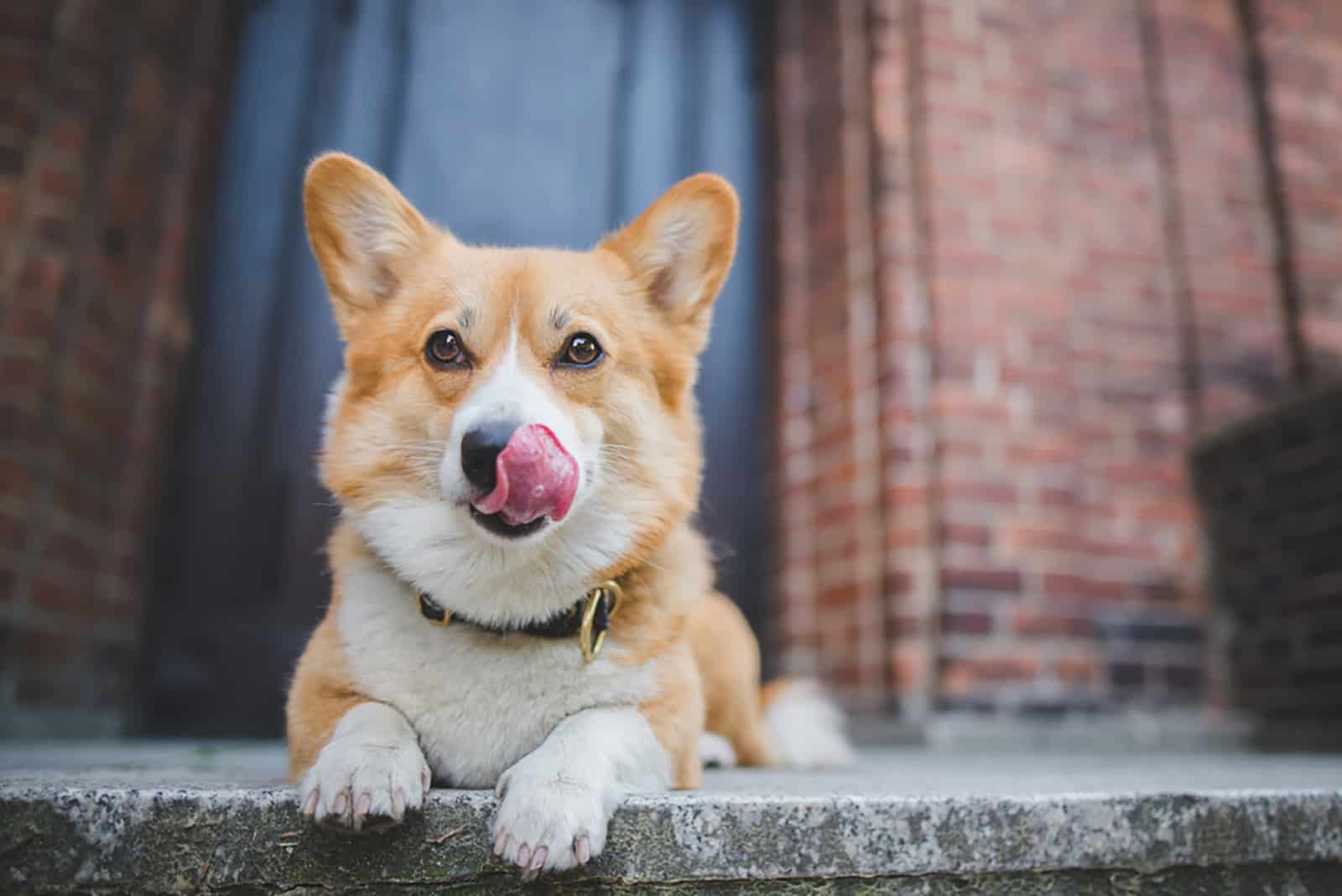 11 Reasons Why Dog Keeps Licking Lips & Tips How You Can Help