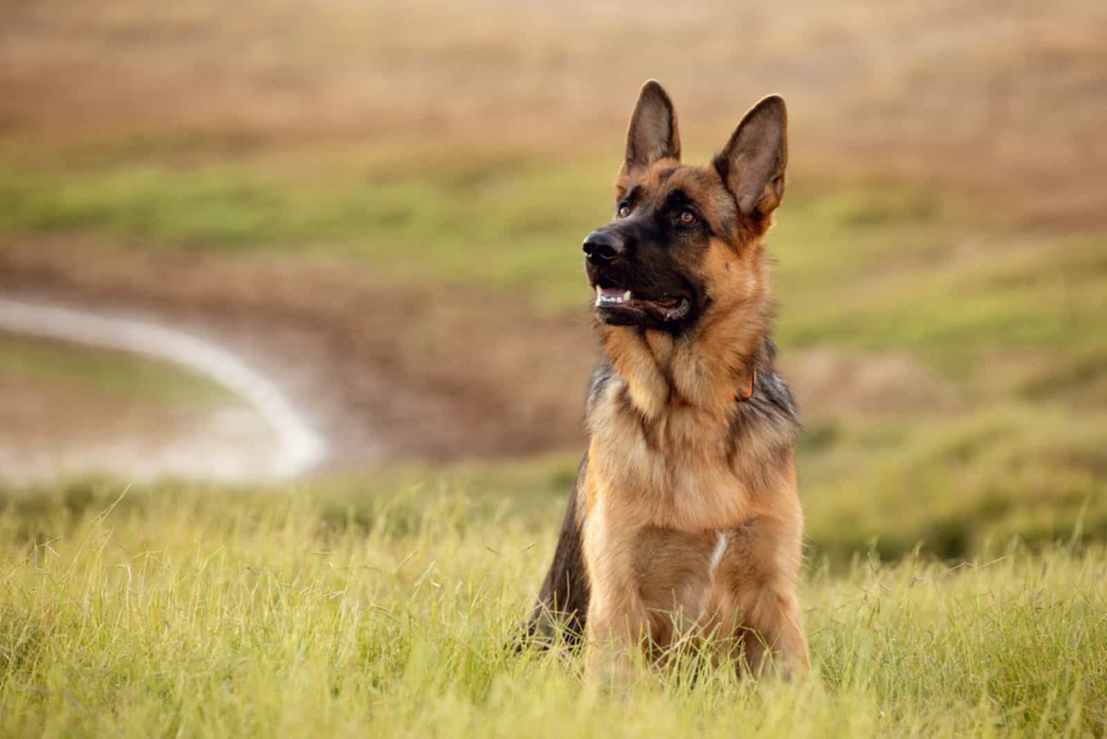 11 Reasons Why German Shepherds Are The Worst Dogs Ever