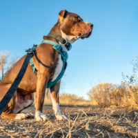 12 Best Harnesses For Pitbulls: Safe And Effective Choices