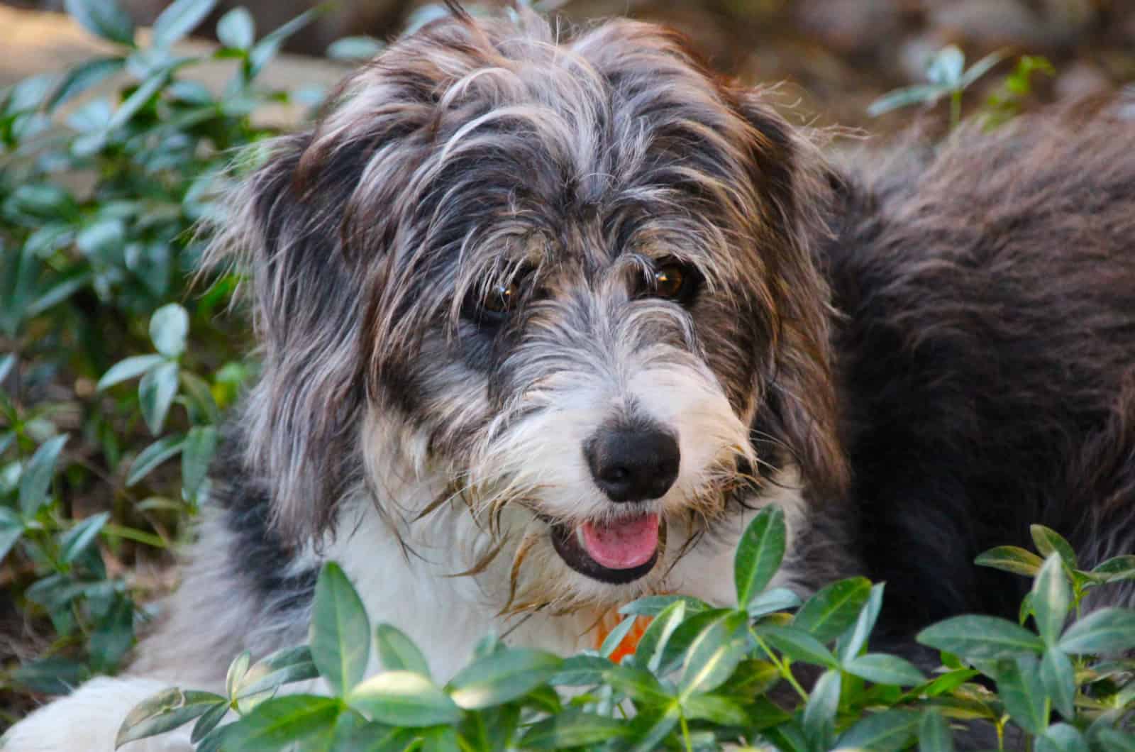 12 Best Bordoodle Breeders In The U.S.