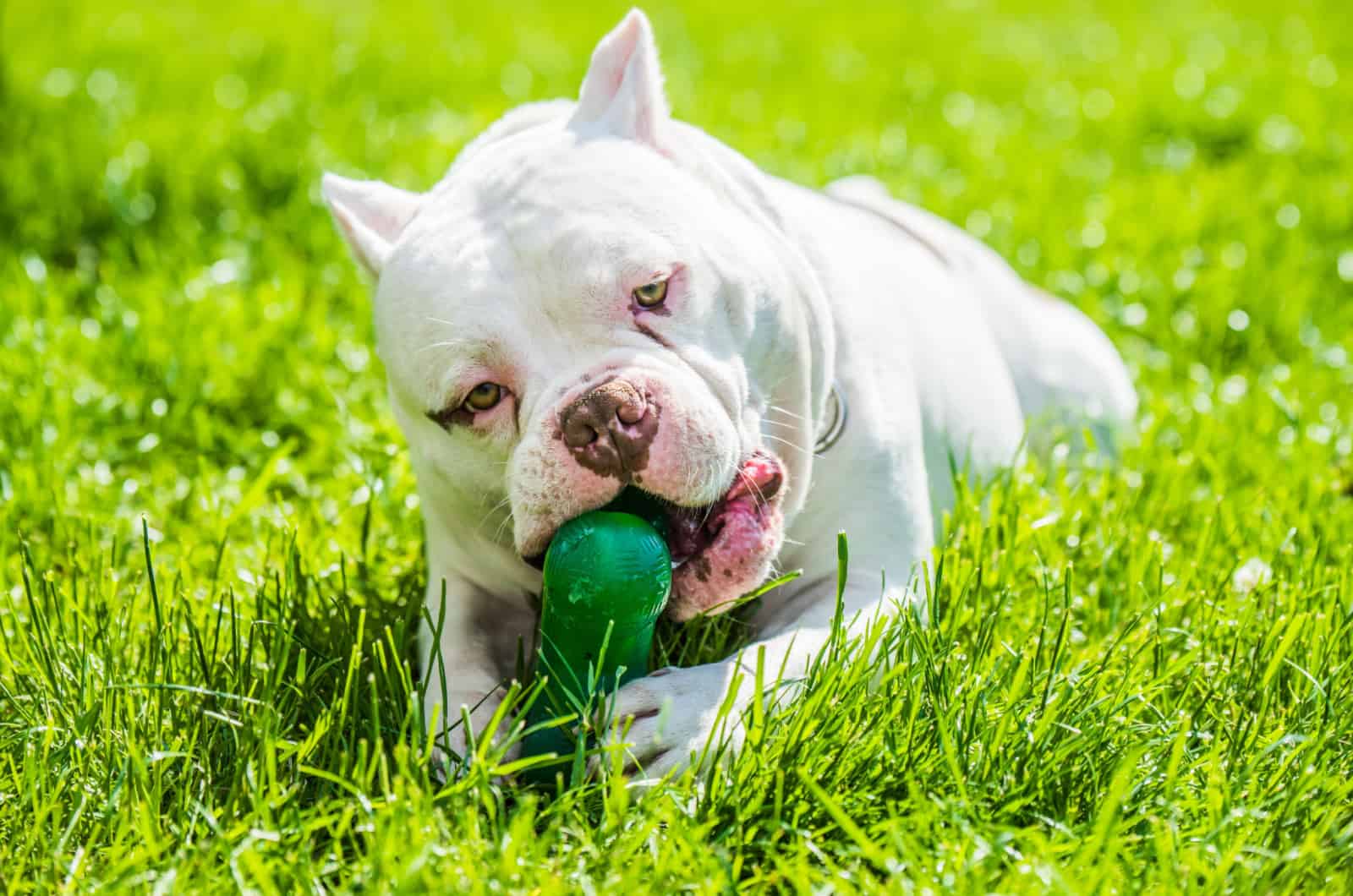 12 Best Toys For American Bully Of All Ages