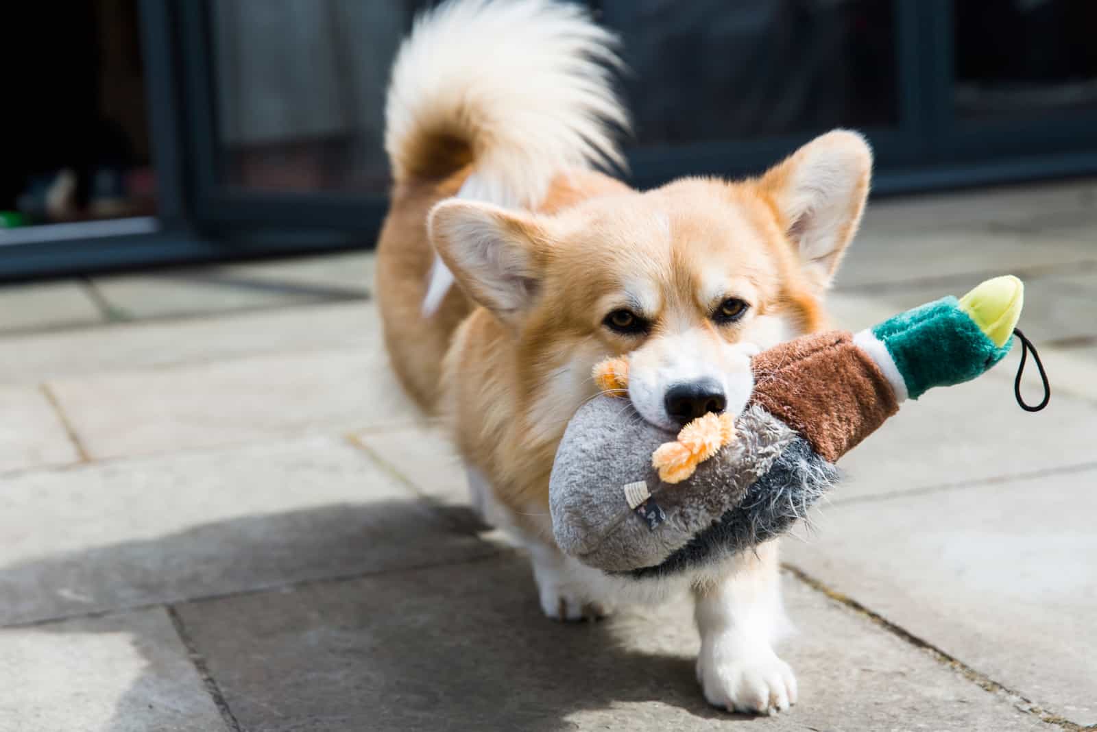 12 Best Toys For Corgis: Fun For The Small Furry Friends