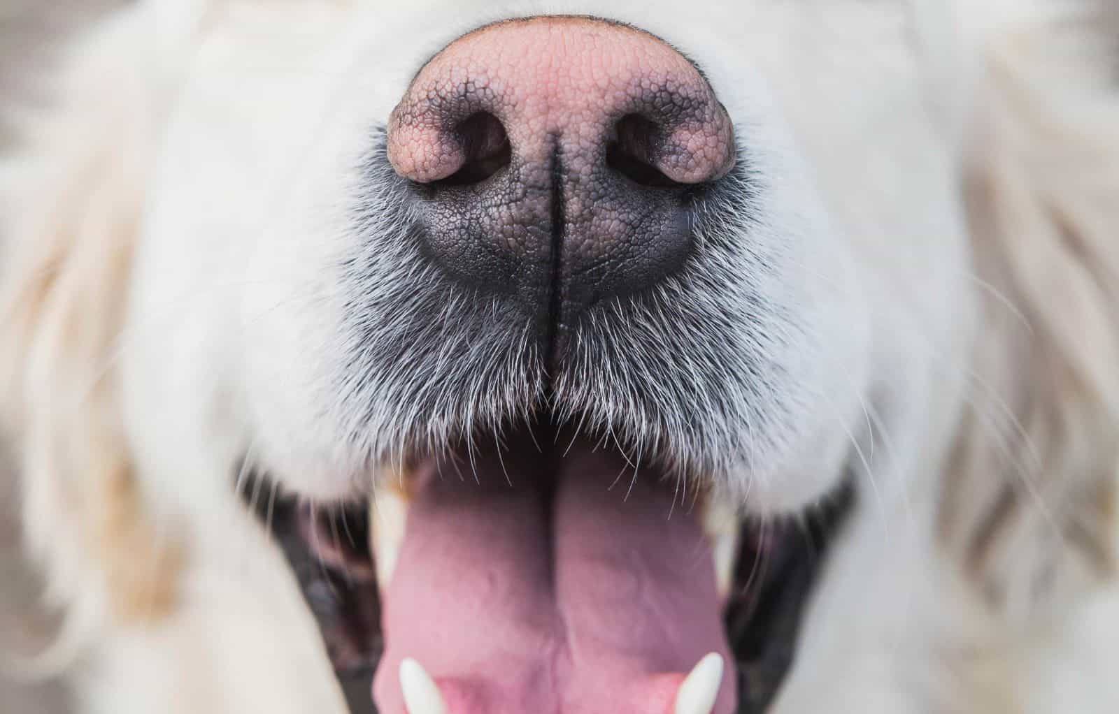 12 Explanations Why Do Dogs Noses Turn Pink