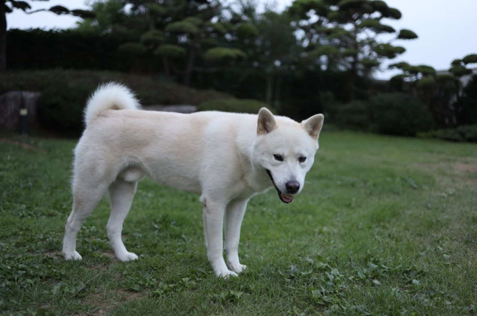 12 Jindo Mixes You Never Heard Of