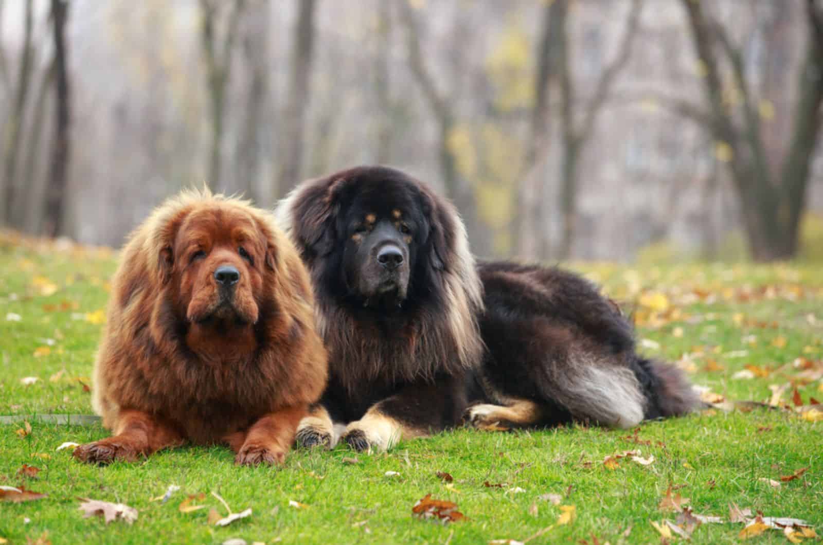 12 Tibetan Mastiff Colors That Will Definitely Break The Bank