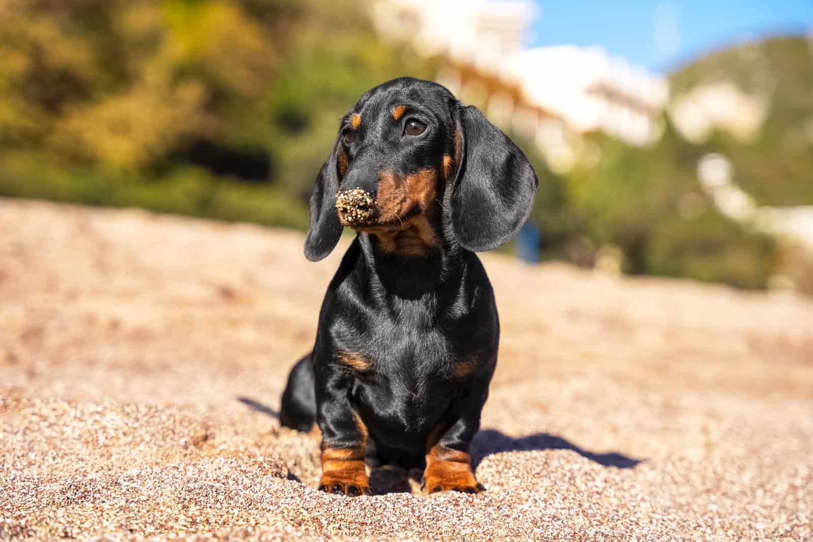 12 Trusted Dachshund Breeders In California