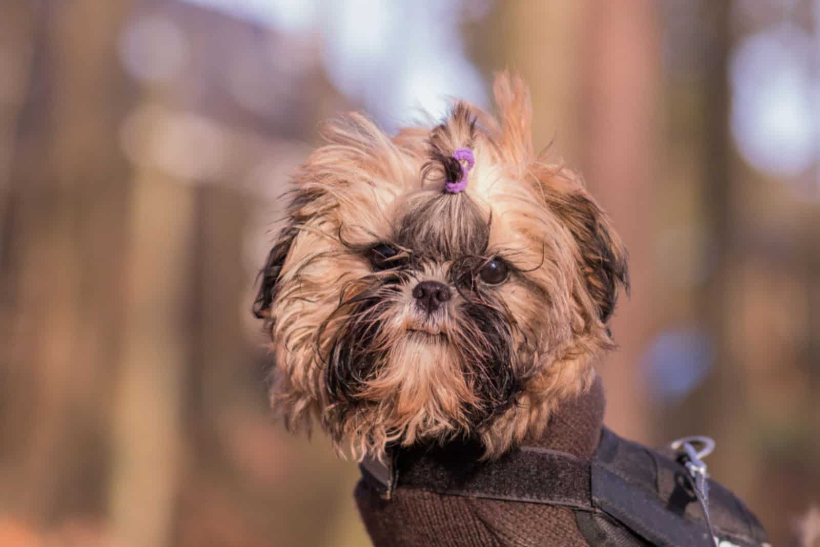 13 Best Teacup Shih Tzu Breeders In The US