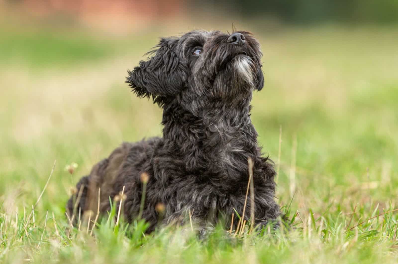 13 Dog Breeders In Wisconsin: All Trusted Sources