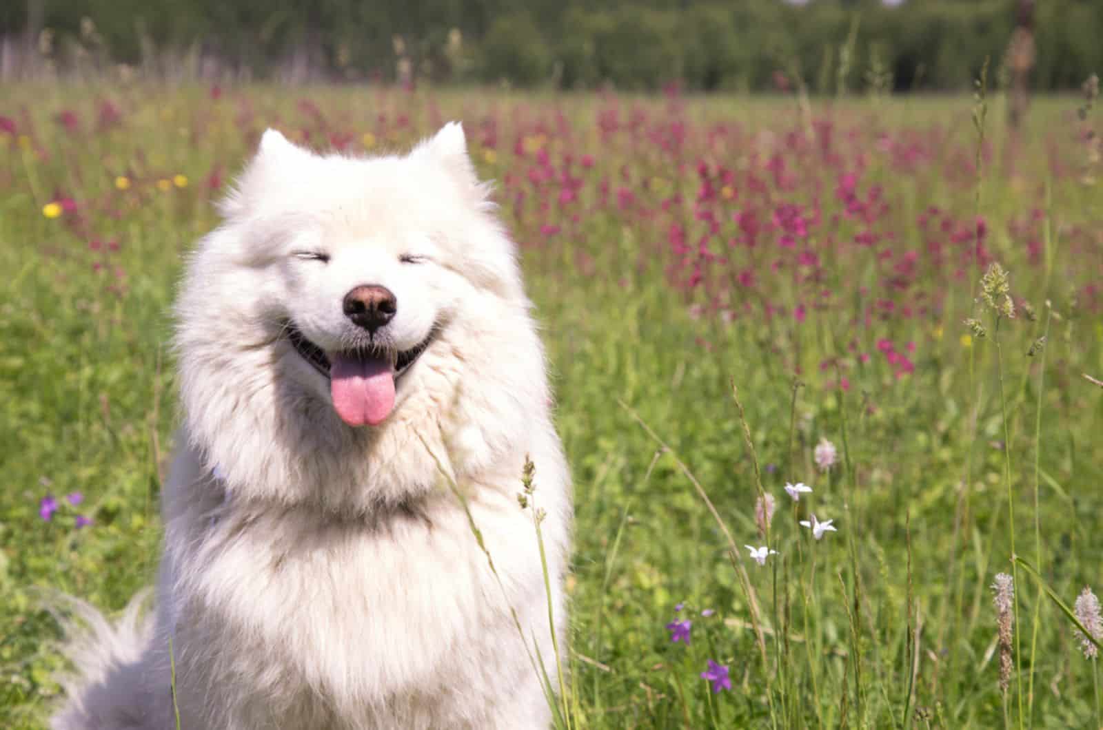 13 Fun Facts About Samoyeds You Never Knew About