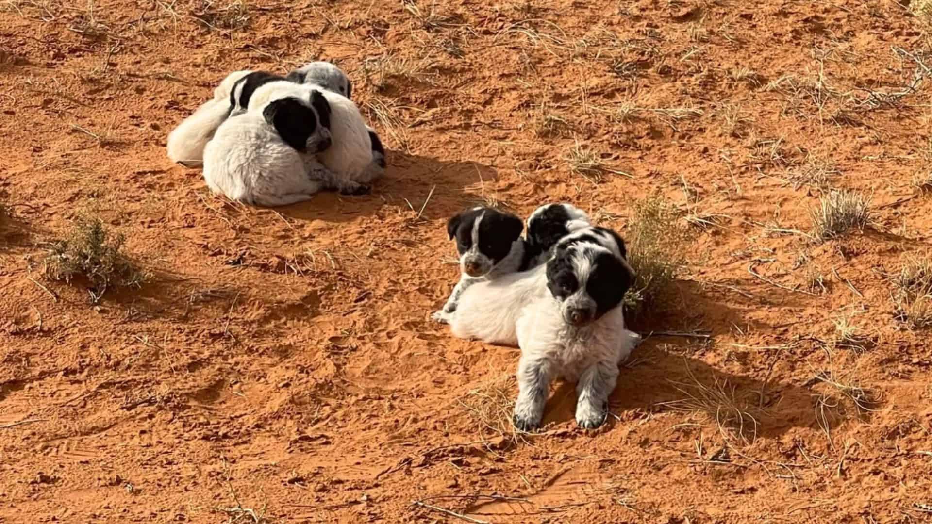 13 Puppies Saved From Arizona Desert At The Last Moment