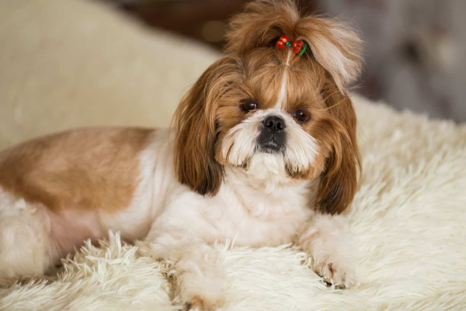 13 Reasons Why Shih Tzus Are The Worst Dogs