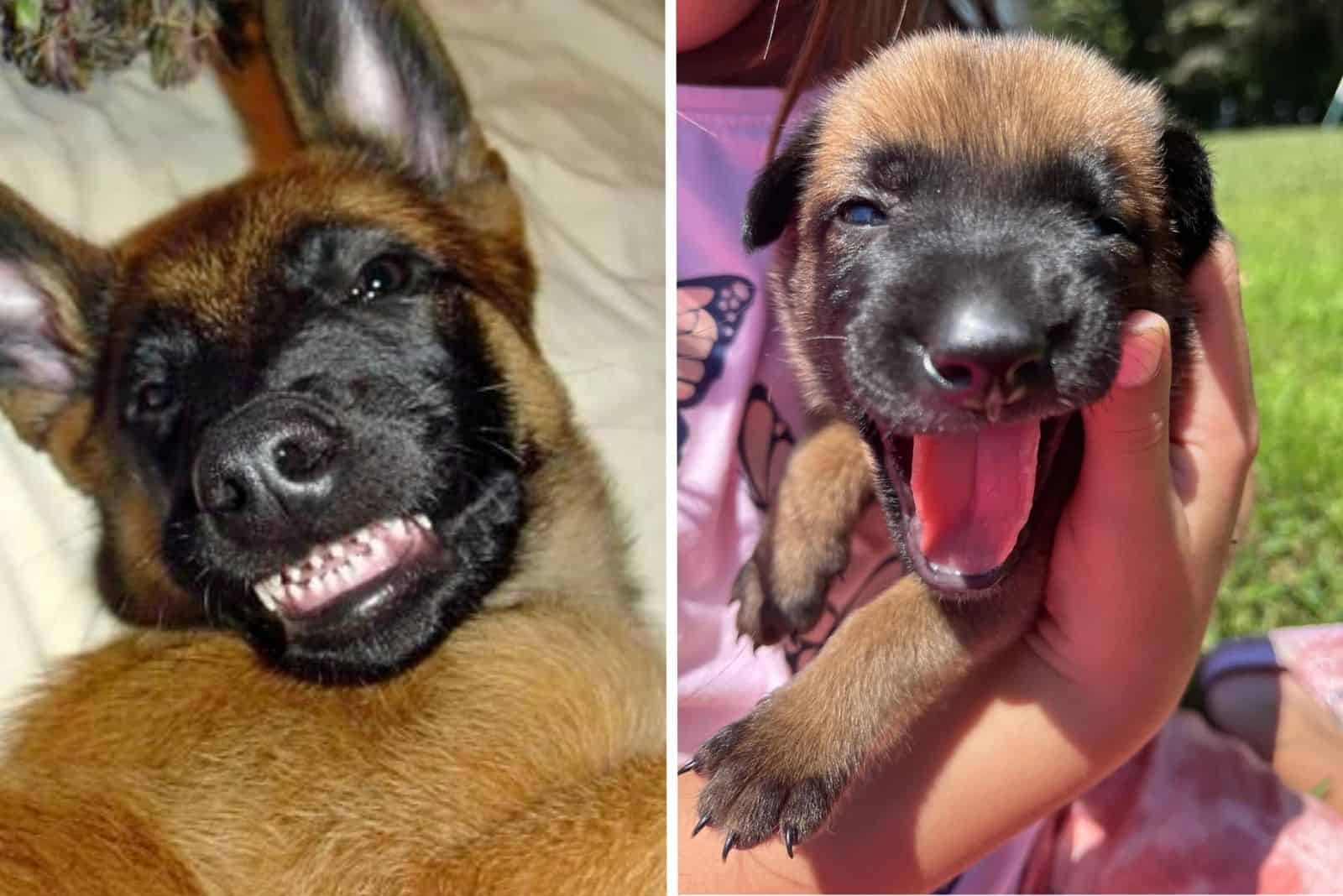 14 Adorable Photos Of Belgian Malinois Puppies That Will Make You Smile