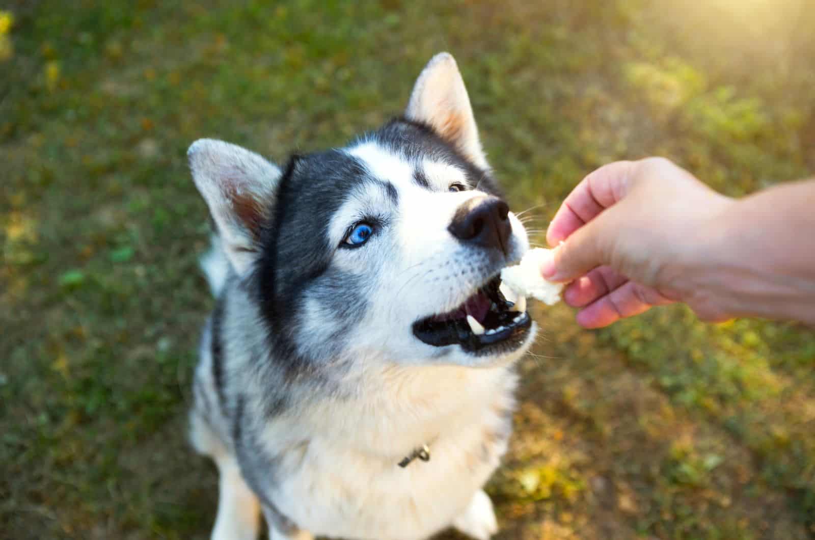 14 Best Treats For Huskies: Tasty Options For A Healthy Dog