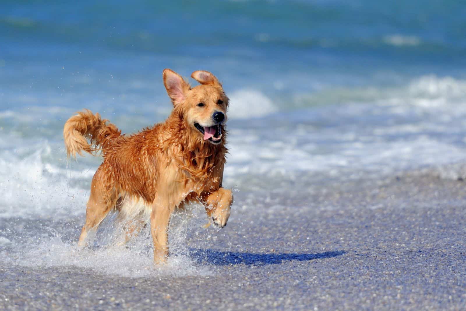 14 Dog Breeds That Like Water, Or Better Said, Love It