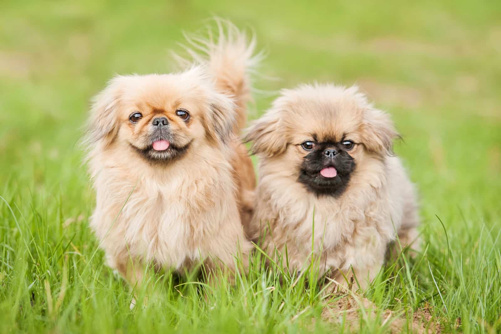 14 Pekingese Colors And Color Combinations, And 7 Markings