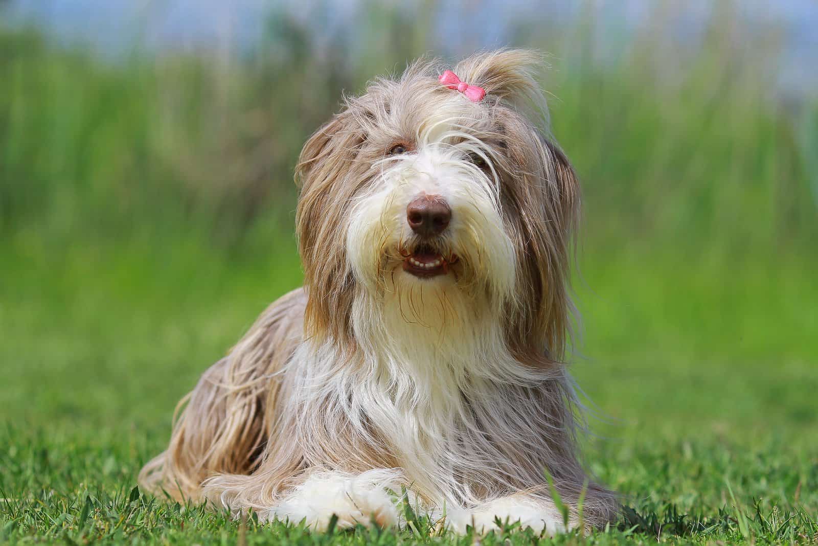 14 Shaggy Dog Breeds Hiding Behind Those Curtains