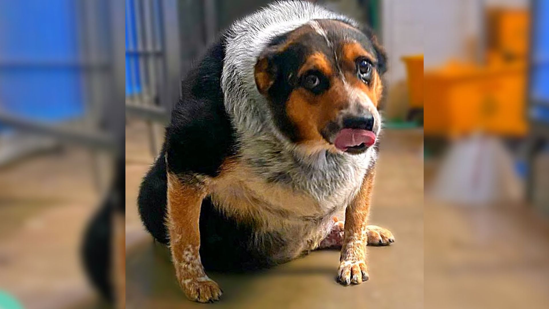 140-Pound Dog That Looked Like A Potato Loses More Than Half Of His Weight Thanks To His New Mom