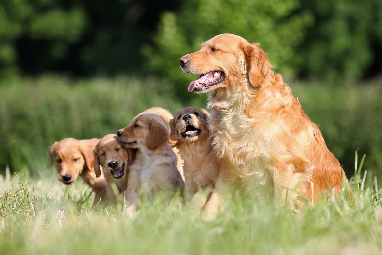 15 Amazing Golden Retriever Breeders In Florida