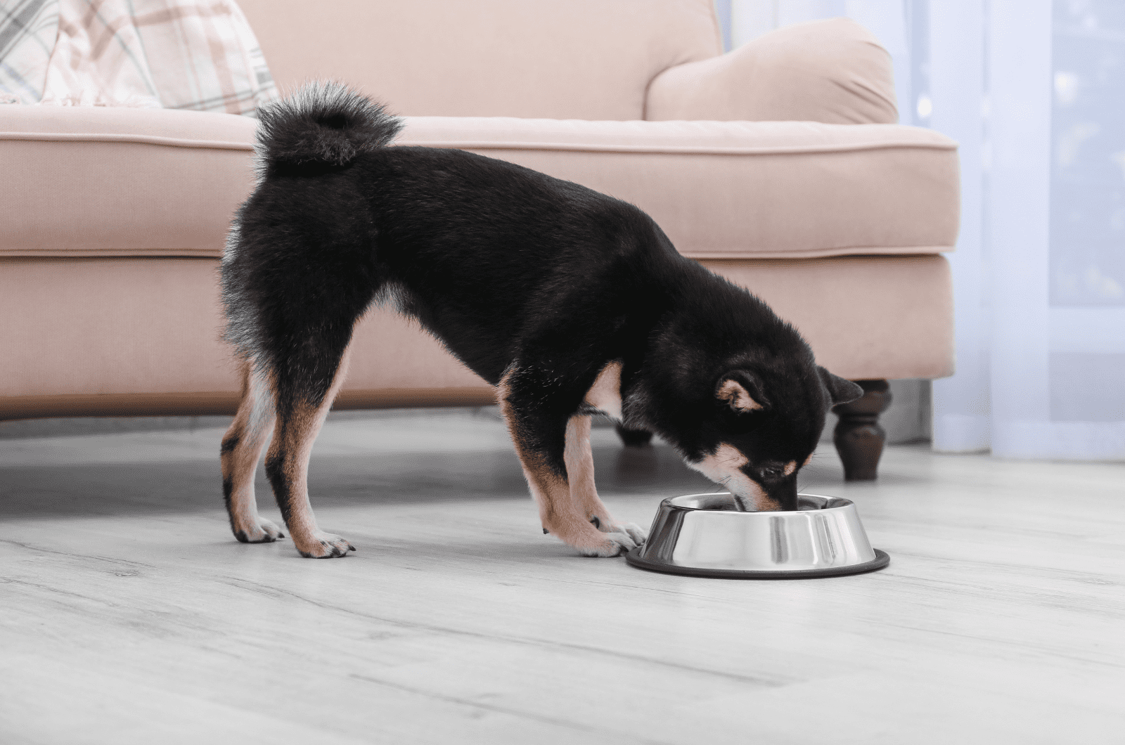 15 Best Dog Foods For Shiba Inu That Your Pup Must Try