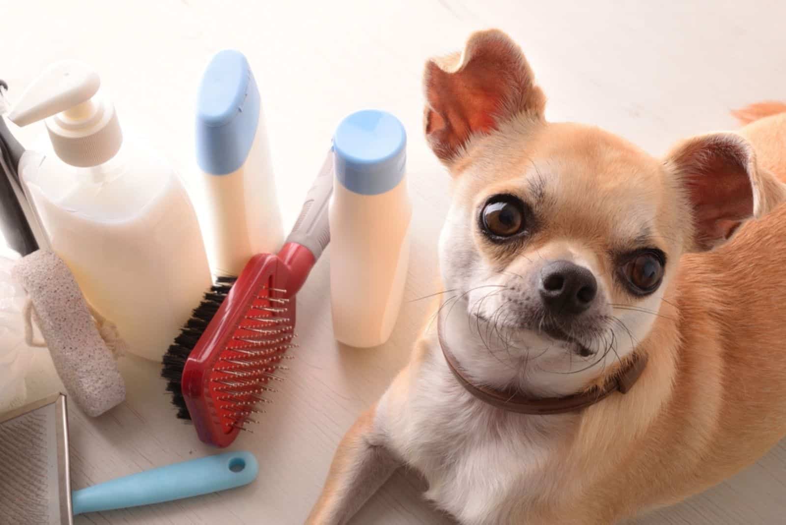 15 Best Shampoo For Chihuahua: Healthy Washing Options