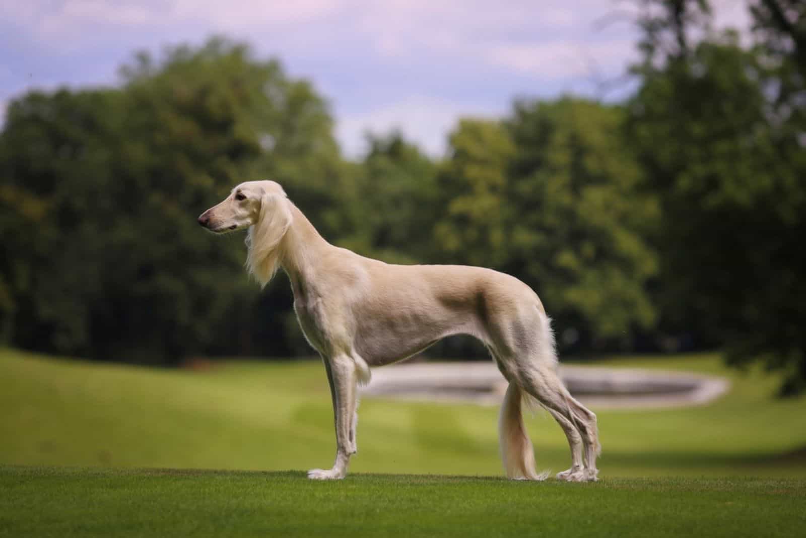 15 Best Tall Skinny Dog Breeds – Let The Runway Begin